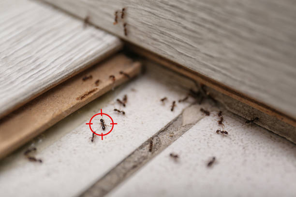 Best Pest Prevention Services  in Bentleyville, PA