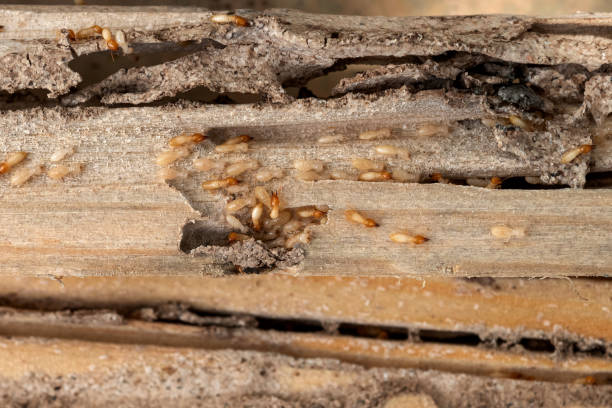 Best Wildlife Control Services  in Bentleyville, PA